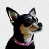 La Dolce Collar In Fuchsia Pink - Modeled By Keesha (Photos are Copyrighted and Include Digitally Embedded Watermark for Tracking. No Unauthorized Use).
 