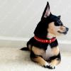 Regency Collar In Cardinal Red - Modeled By Keesha (Photos are Copyrighted and Include Digitally Embedded Watermark for Tracking. No Unauthorized Use).
 